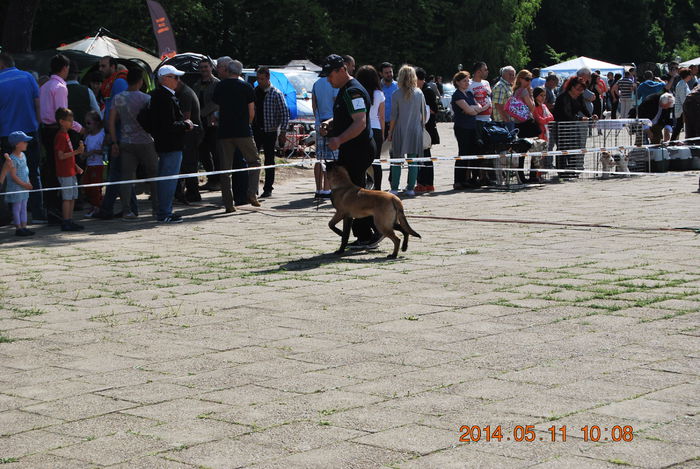 Wolf; Wolf C.A.I.B. Timisoara 2014
