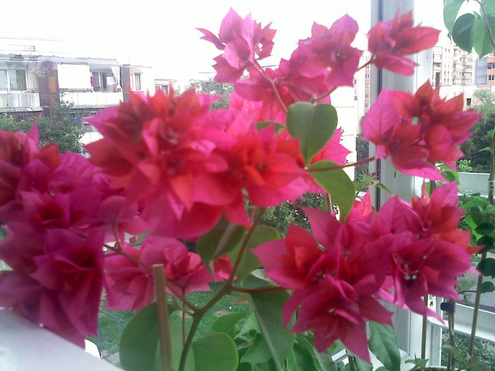 Pic_0820_270 - BOUGAINVILLEA       august - septembrie 2014