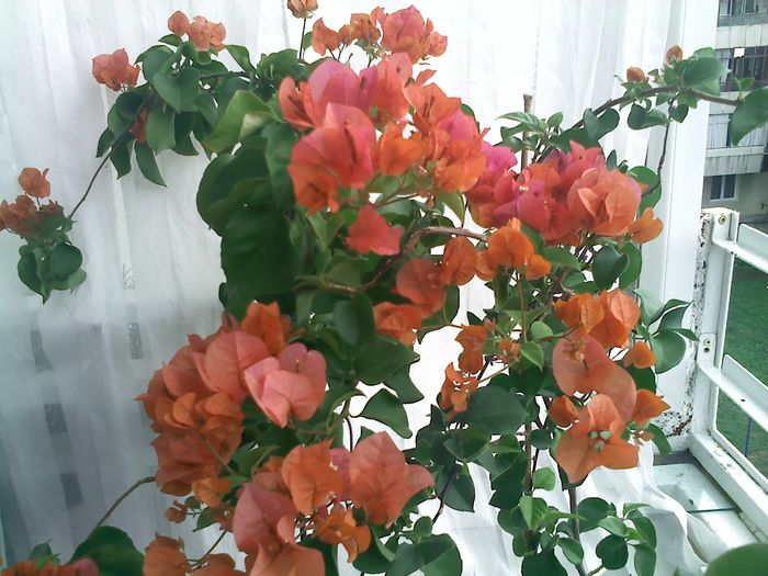 Pic_0824_390 - BOUGAINVILLEA       august - septembrie 2014
