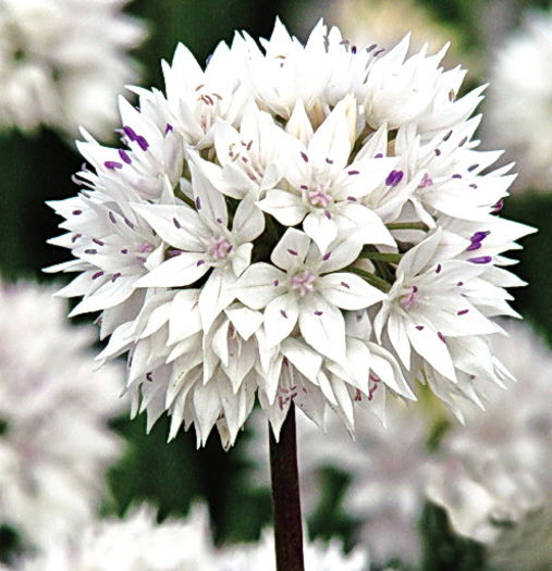 Bulbi Allium Gracefull (Ceapa decorativa); Plantarea se face in perioada sept.-nov.
Va inflori in perioada mai-iunie.
Prefera locurile insorite, dar se descurca si in cele semiumbrite.
Inaltimea maxima 40-50 cm.
Stoc epuizat!
