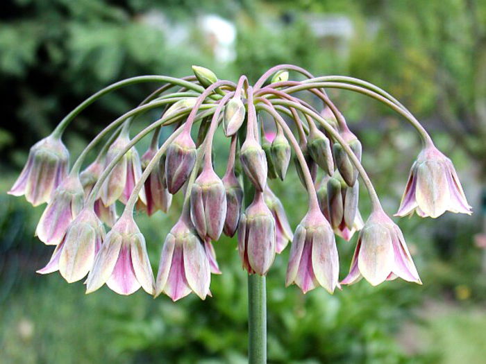 Bulbi Allium Siculum (Ceapa decorativa); Plantarea se face in perioada sept.-nov.
Va inflori in perioada mai-iunie.
Prefera locurile insorite, dar se descurca si in cele semiumbrite.
Inaltimea maxima 60-90 cm.
Stoc epuizat!
