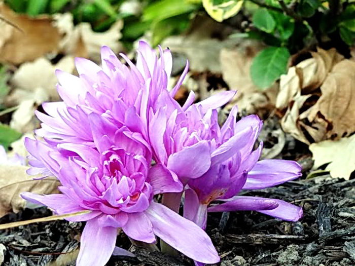 Bulbi Branduse Waterlily (Colchicum) - Bulbi Toamna 2014