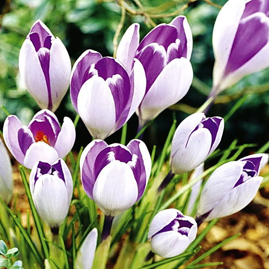 Bulbi Branduse Vanguard (Crocus); Plantarea se face in perioada sept.-nov.
Va inflori in perioada februarie-martie.
Prefera locurile insorite, dar se descurca si in cele semiumbrite.
Inaltimea maxima 8-10 cm.
Stoc epuizat!
