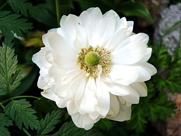 Bulbi Anemone Mount Everest - Bulbi Toamna 2014