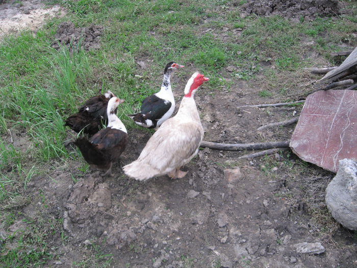 IMG_1067 - Rate muscovy ducks -lesesti