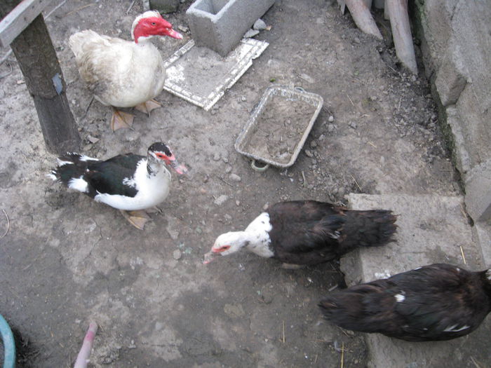 IMG_1071 - Rate muscovy ducks -lesesti