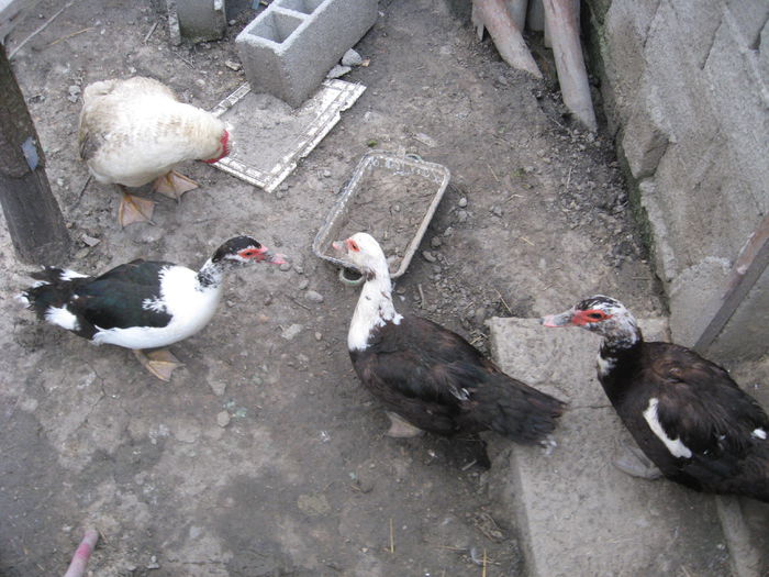 IMG_1072 - Rate muscovy ducks -lesesti