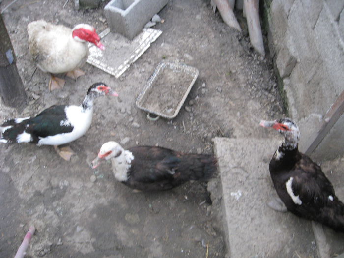 IMG_1073 - Rate muscovy ducks -lesesti