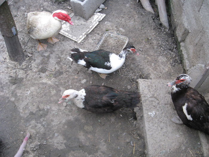 IMG_1074 - Rate muscovy ducks -lesesti