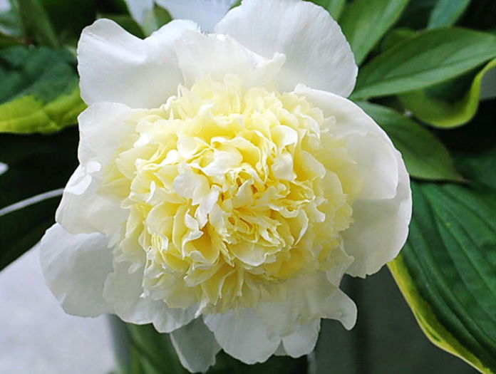 Bulbi Bujor Primavera (Paeonia); Plantarea se face in perioada sept.-nov.
Inflorirea are loc in perioada aprilie-mai.
Prefera zonele semiumbrite.
Inaltimea maxima 60-90 cm.
Stoc epuizat!
