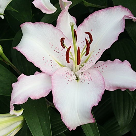 Bulbi Crin Brasilia (Lilium); Plantarea se face in perioada sept.-nov.
Inflorirea are loc in perioada iunie-august.
Prefera zonele semiumbrite.
Inaltimea maxima 90-100 cm.
Stoc epuizat!
