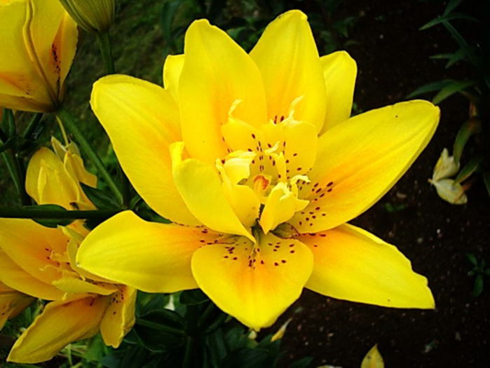 Bulbi Crin Fata Morgana (Lilium); Plantarea se face in perioada sept.-nov.
Inflorirea are loc in perioada iunie-august.
Prefera zonele semiumbrite.
Inaltimea maxima 90-100 cm.
Stoc epuizat!
