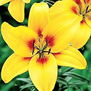 Bulbi Crin Grand Cru (Lilium); Plantarea se face in perioada sept.-nov.
Inflorirea are loc in perioada iunie-august.
Prefera zonele semiumbrite.
Inaltimea maxima 90-100 cm.
Stoc epuizat!
