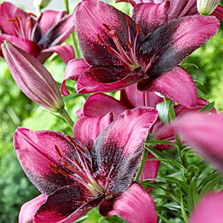 Bulbi Crin Purple Eye (Lilium); Plantarea se face in perioada sept.-nov.
Inflorirea are loc in perioada iunie-august.
Prefera zonele semiumbrite.
Inaltimea maxima 90-100 cm.
Stoc epuizat!
