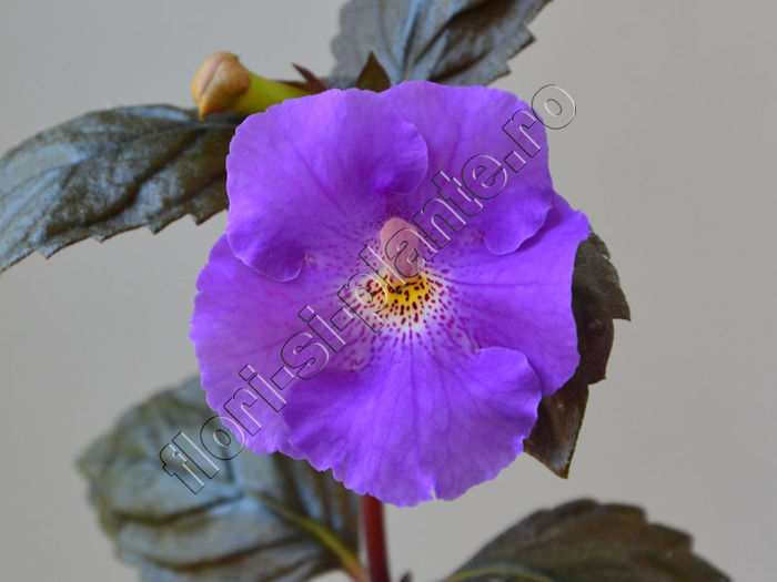 Achimenantha Texas Blue Bayou - ACHIMENES III