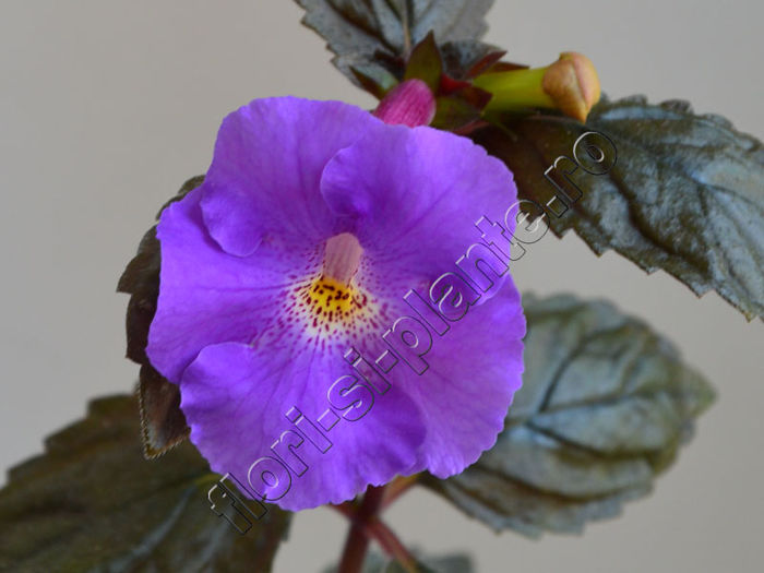 Achimenantha Texas Blue Bayou - ACHIMENES III