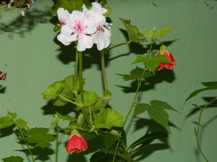 DSCN7314 - AUGUST_2_2014