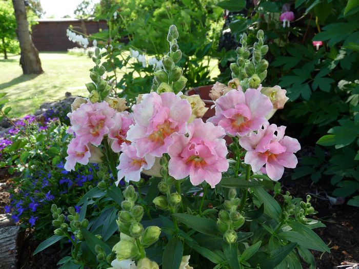 P1460830a - Gura leului - Antirrhinum majus