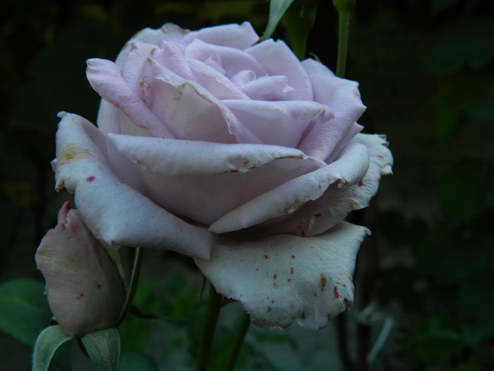 DSCN7360 - AUGUST_2_2014