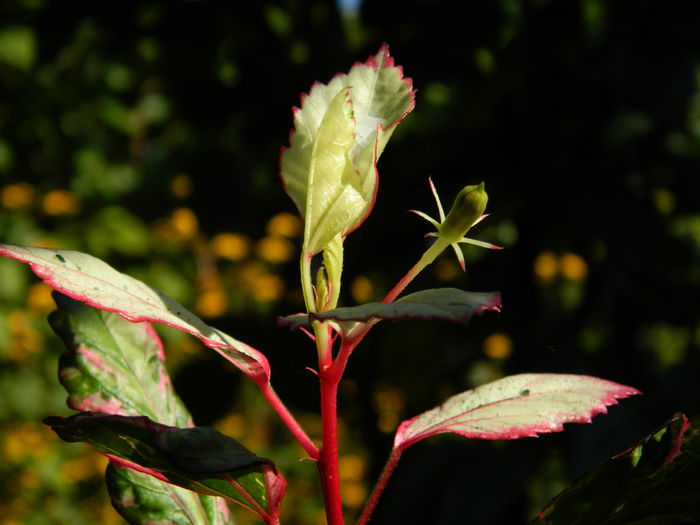 DSCN7361 - AUGUST_2_2014