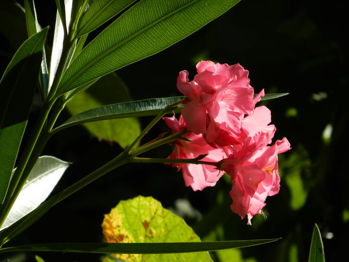 DSCN7365 - AUGUST_2_2014