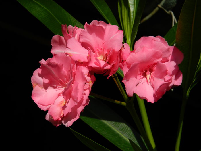 DSCN7367 - AUGUST_2_2014