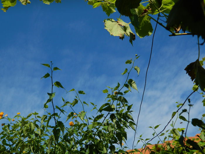 DSCN7369 - AUGUST_2_2014