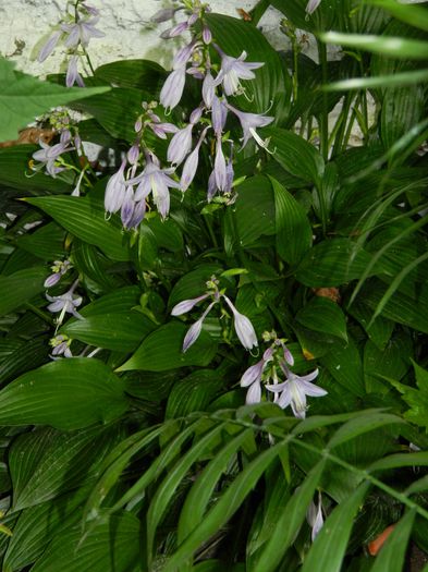 DSCN7371 - AUGUST_2_2014