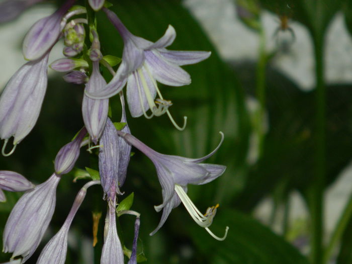 DSCN7372 - AUGUST_2_2014