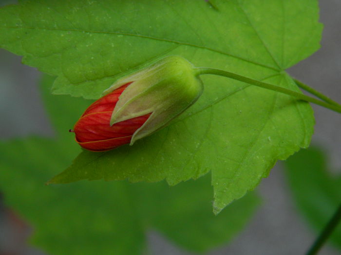 DSCN7379 - AUGUST_2_2014