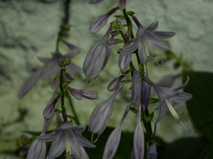 DSCN7381 - AUGUST_2_2014