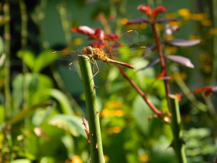 DSCN7401 - AUGUST_2_2014