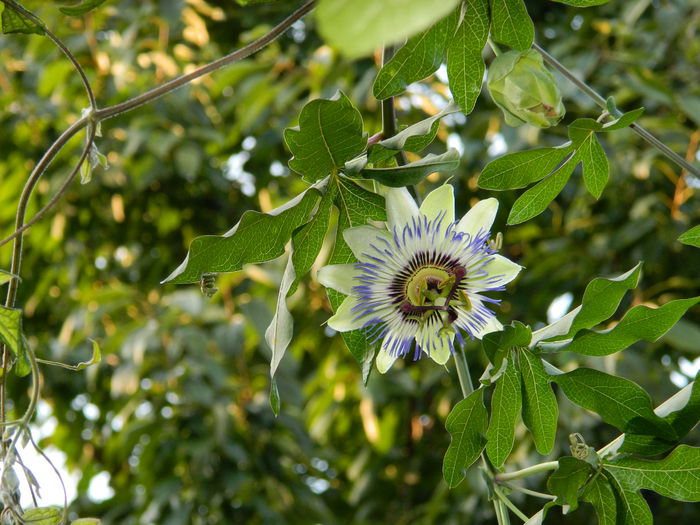 DSCN7412 - AUGUST_2_2014