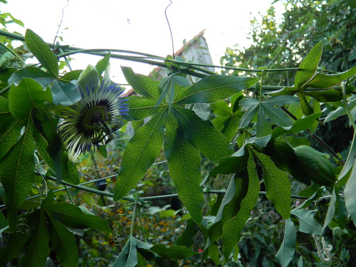 DSCN7432 - AUGUST_2_2014