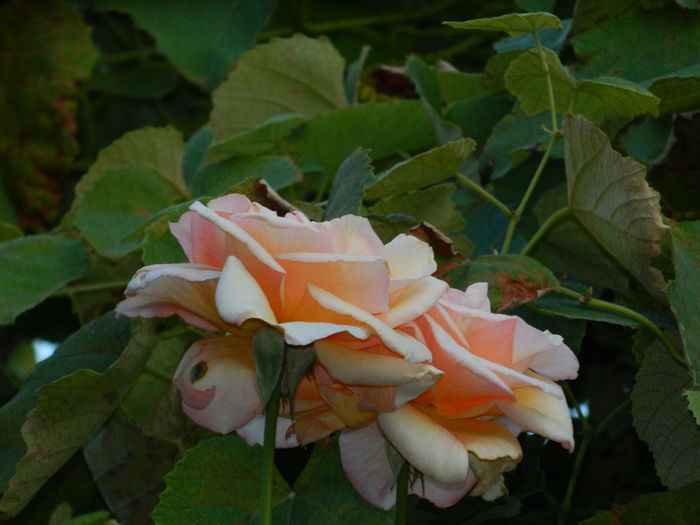 DSCN7486 - AUGUST_2_2014