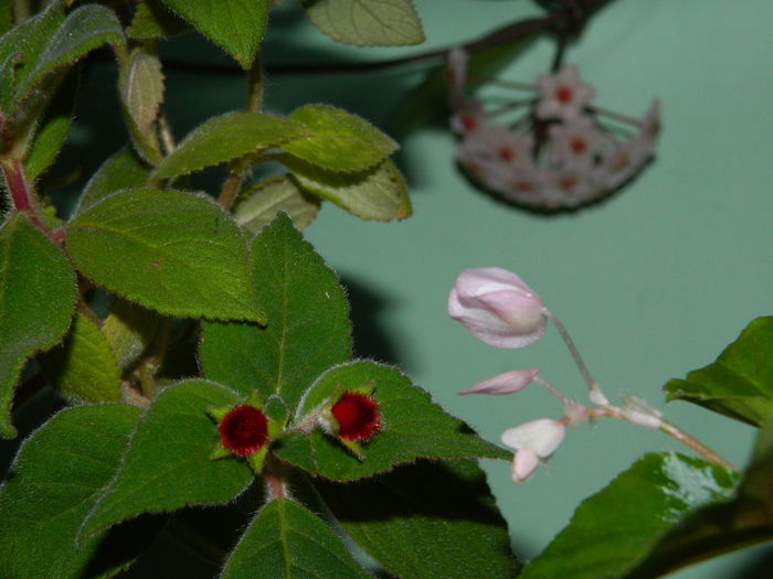 DSCN7499 - AUGUST_2_2014