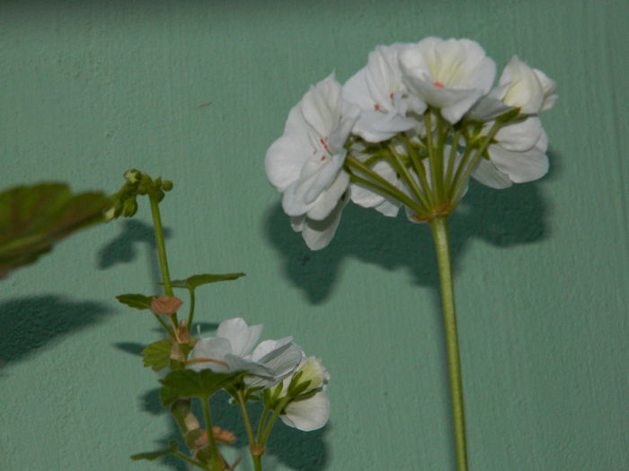 DSCN7505 - AUGUST_2_2014