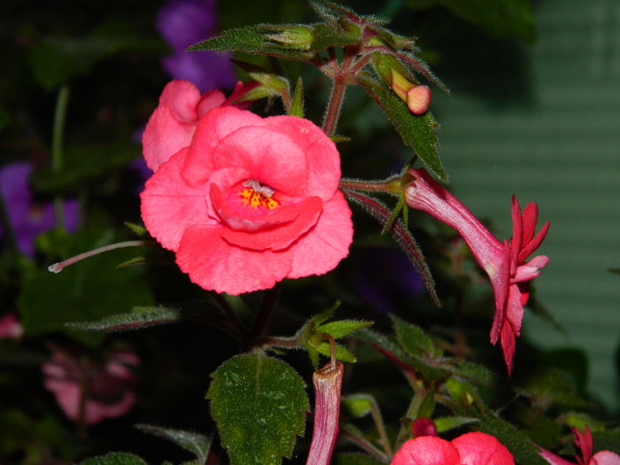 DSCN7514 - AUGUST_2_2014