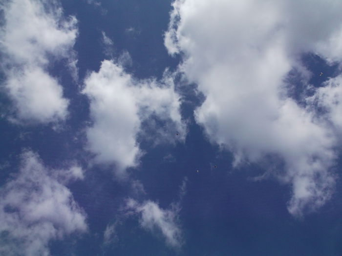 Picture 3843 - PORUMBEI GAT-GOLAS