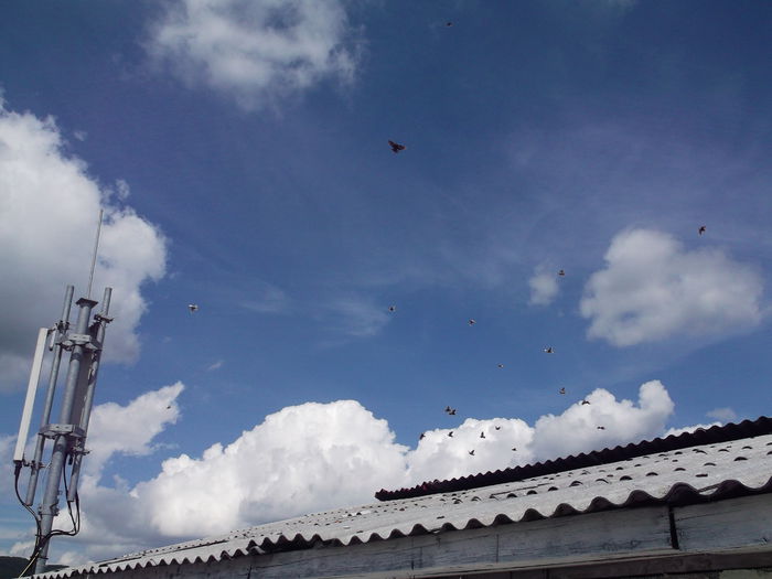 Picture 3845 - PORUMBEI GAT-GOLAS