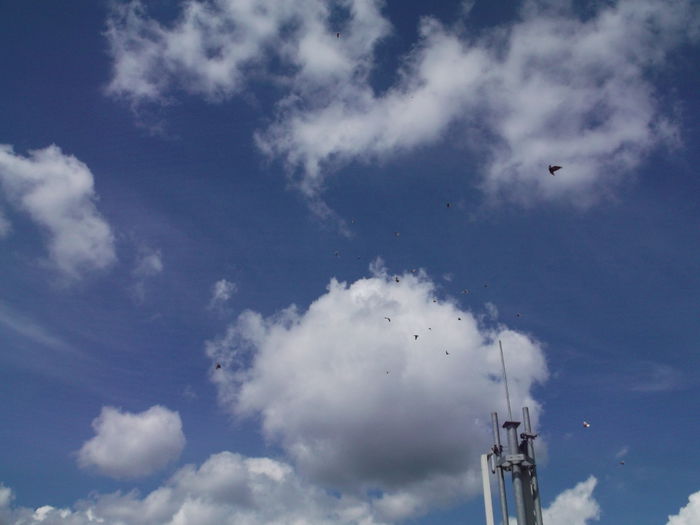 Picture 3846 - PORUMBEI GAT-GOLAS