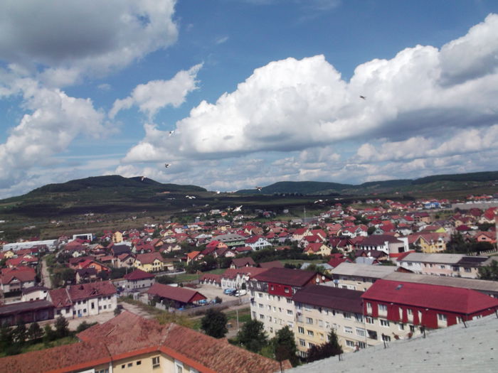 Picture 3847 - PORUMBEI GAT-GOLAS