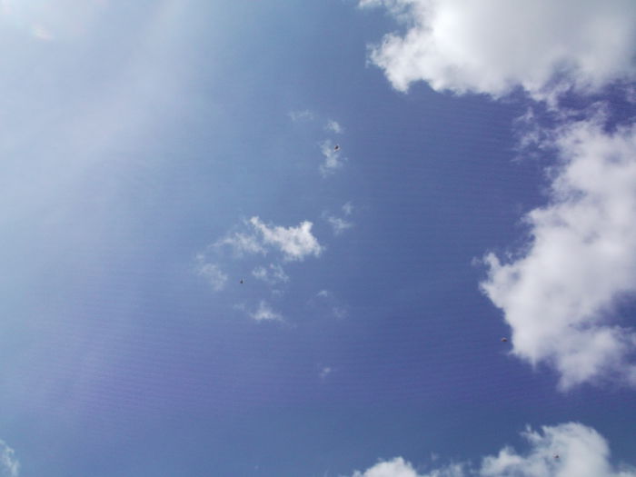 Picture 3849 - PORUMBEI GAT-GOLAS