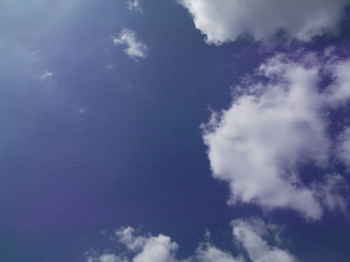 Picture 3854 - PORUMBEI GAT-GOLAS