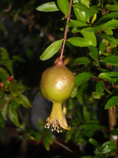 Rodie - acum crezi ? - 0 Zambetul florilor