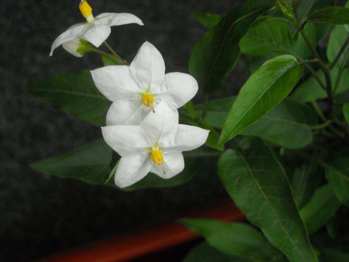 Solanum jasminoides - multumesc ! - 0 Zambetul florilor