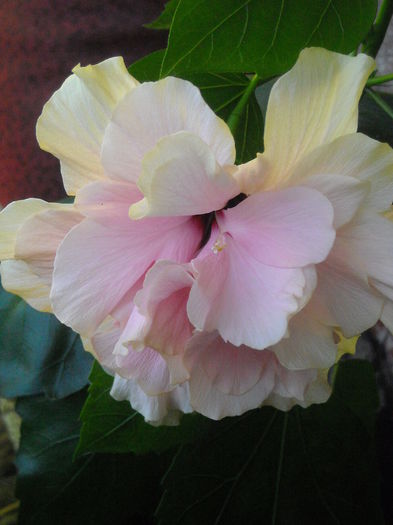  - 0 Zambetul florilor