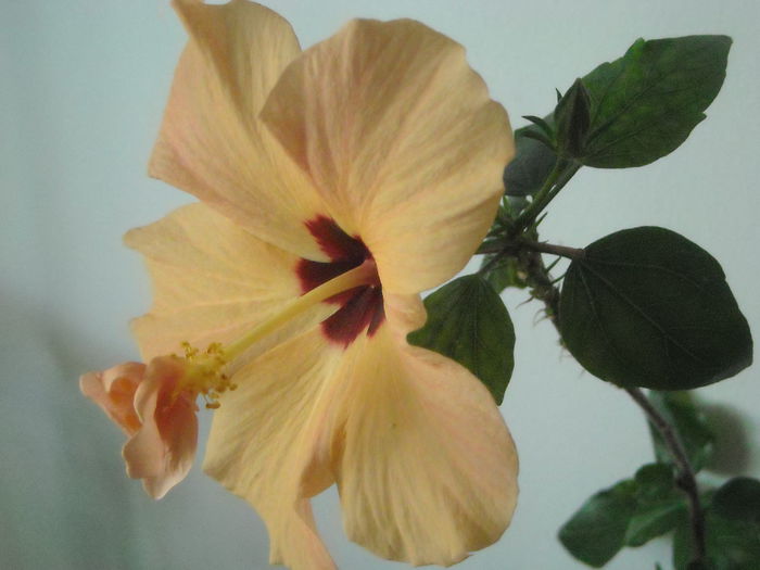 Ti-l amintesti ? - 0 Zambetul florilor