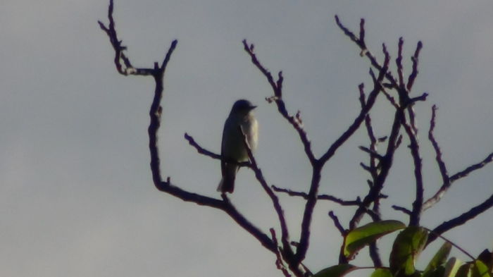 parca sta la ultraviolete