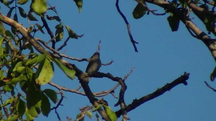 apare ziua f rar - n-vizitatorii gradinii-2014